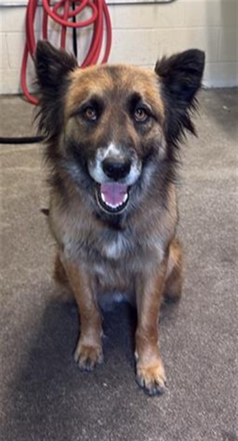 Shelter Stray Female Dog last seen FLORIN RD & GREENHAVEN DR, Sacramento, CA 95818
