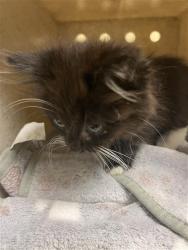 Shelter Stray Female Cat last seen MEADOWGLEN AVE & MANORSIDE DR, Sacramento, CA 95818