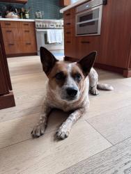 Reunited Female Dog last seen Lake Ave/Cobb est , Altadena, CA 91001