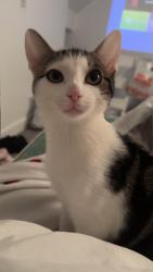 Reunited Female Cat last seen Rosmead street , Kingston upon Hull, England HU9 2TH