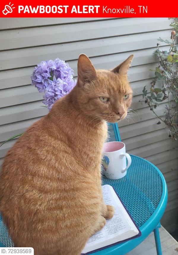 Lost Male Cat last seen Glenoaks Drive and North Wahil Drive, Knoxville, TN 37918