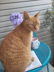 Lost Male Cat last seen Glenoaks Drive and North Wahil Drive, Knoxville, TN 37918