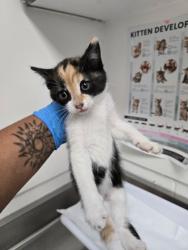 Shelter Stray Female Cat last seen , CA , Oakland, CA 94601
