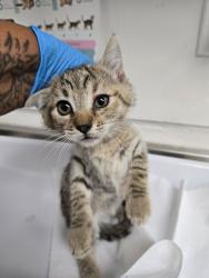 Shelter Stray Female Cat last seen , CA , Oakland, CA 94601