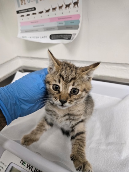 Shelter Stray Female Cat last seen , CA , Oakland, CA 94601