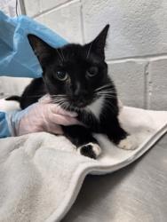 Shelter Stray Female Cat last seen Near E North Ave Balt., MD 21213, 21213, MD, Baltimore, MD 21230