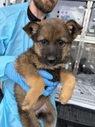 Shelter Stray Female Dog last seen W Floral Ave & S West Ave, Fresno Zone Fresno CO 3 93706, CA, Fresno, CA 93706