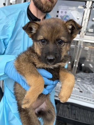 Shelter Stray Female Dog last seen W Floral Ave & S West Ave, Fresno Zone Fresno CO 3 93706, CA, Fresno, CA 93706