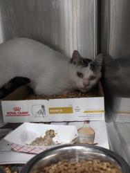 Shelter Stray Male Cat last seen Pigeon Forge, TN 37863, Sevierville, TN 37862