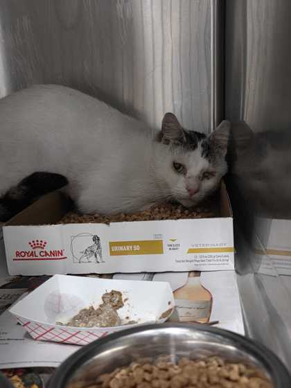 Shelter Stray Male Cat last seen Pigeon Forge, TN 37863, Sevierville, TN 37862