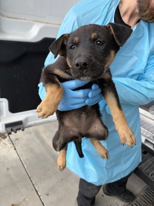 Shelter Stray Female Dog last seen W Floral Ave & S West Ave, Fresno Zone Fresno CO 3 93706, CA, Fresno, CA 93706
