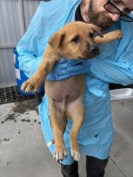 Shelter Stray Male Dog last seen W Floral Ave & S West Ave, Fresno Zone Fresno CO 3 93706, CA, Fresno, CA 93706