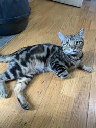 Lost Male Cat last seen Thrush dr , Indianapolis, IN 46224