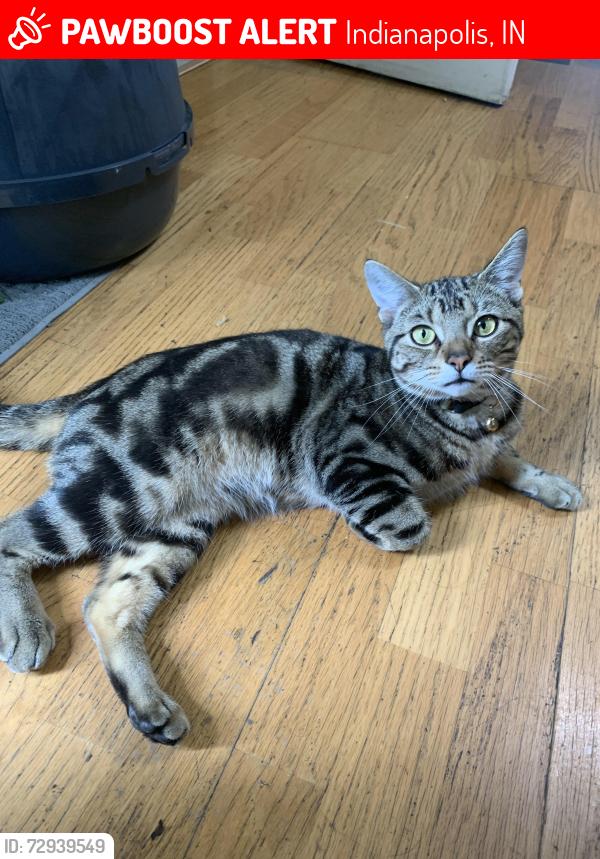 Lost Male Cat last seen Thrush dr , Indianapolis, IN 46224