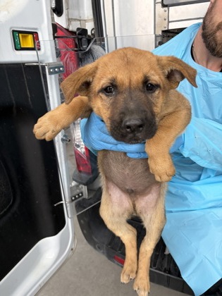 Shelter Stray Male Dog last seen W Floral Ave & S West Ave, Fresno Zone Fresno CO 3 93706, CA, Fresno, CA 93706
