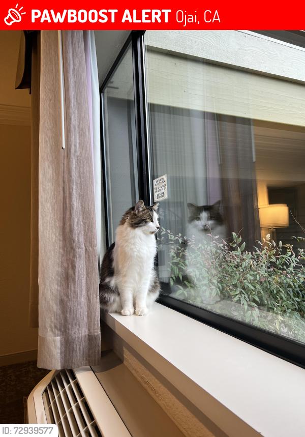Lost Male Cat last seen Drown Ave, Ojai, CA 93023