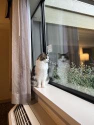 Lost Male Cat last seen Drown Ave, Ojai, CA 93023