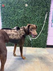 Shelter Stray Female Dog last seen Near ALAMEDA AVE, SOCORRO, TX, 79927, Socorro, TX, Fort Bliss, TX 79906