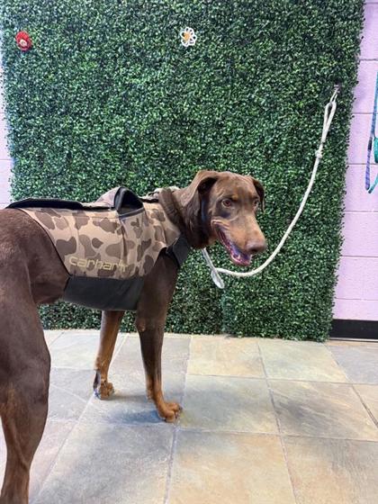 Shelter Stray Female Dog last seen Near ALAMEDA AVE, SOCORRO, TX, 79927, Socorro, TX, Fort Bliss, TX 79906