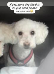 Lost Female Dog last seen River ranch , Oceanside, CA 92057