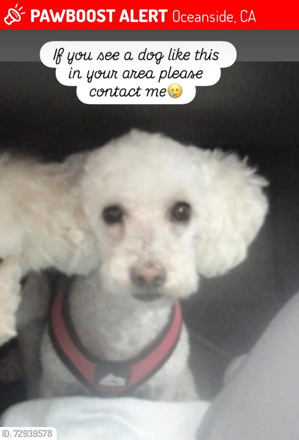 Lost Female Dog last seen River ranch , Oceanside, CA 92057