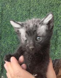 Shelter Stray Female Cat last seen El Paso, TX 79936, Fort Bliss, TX 79906