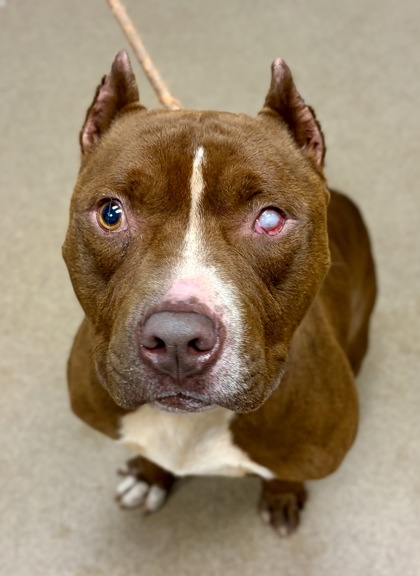 Shelter Stray Male Dog last seen Near College Avenue, 30021, GA, Atlanta, GA 30341