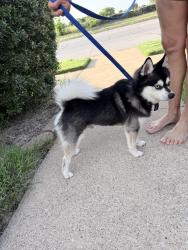Reunited Male Dog last seen Chapman dr, Fort Worth, TX 76182