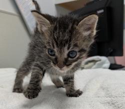 Shelter Stray Male Cat last seen Alta Road, San Diego, CA, 92173, San Diego, CA 92110