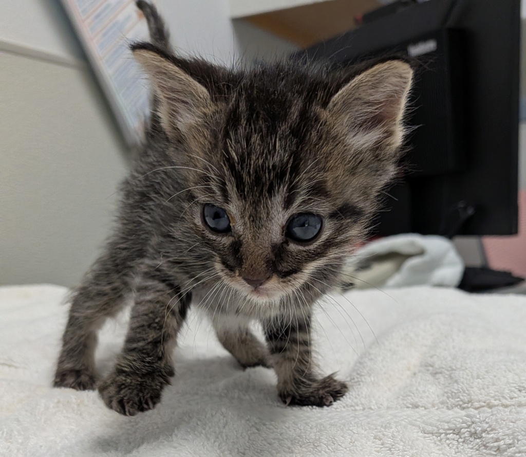 Shelter Stray Male Cat last seen Alta Road, San Diego, CA, 92173, San Diego, CA 92110