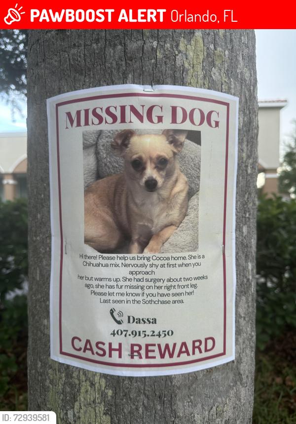 Lost Female Dog last seen Near Putney circle, Orlando, FL 32837