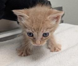 Shelter Stray Male Cat last seen Alta Road, San Diego, CA, 92173, San Diego, CA 92110