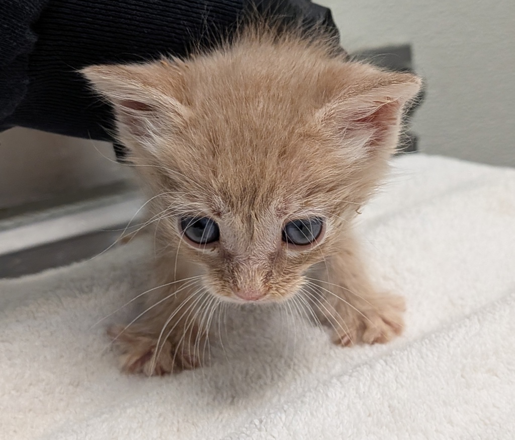 Shelter Stray Male Cat last seen Alta Road, San Diego, CA, 92173, San Diego, CA 92110