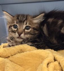 Shelter Stray Male Cat last seen Barnett Road, San Diego, CA, 92110, San Diego, CA 92110