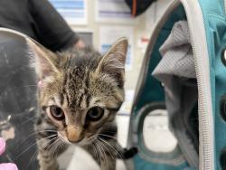 Shelter Stray Female Cat last seen Near Magnolia Avenue, Santee, CA, 92071, El Cajon, CA 92020