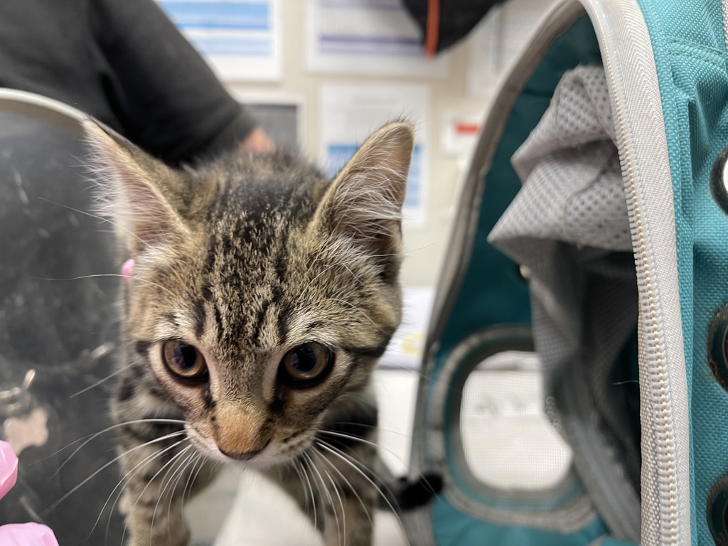 Shelter Stray Female Cat last seen Near Magnolia Avenue, Santee, CA, 92071, El Cajon, CA 92020