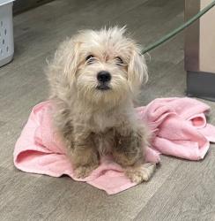 Shelter Stray Male Dog last seen Duval Street, San Diego, CA, 92102, San Diego, CA 92110