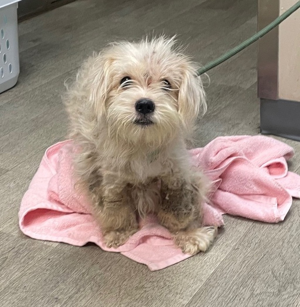 Shelter Stray Male Dog last seen Duval Street, San Diego, CA, 92102, San Diego, CA 92110