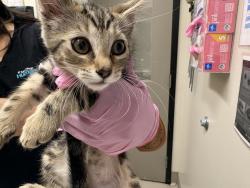 Shelter Stray Female Cat last seen Near Friendly Circle, El Cajon, CA, 92021, El Cajon, CA 92020