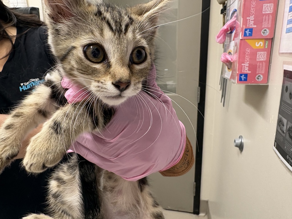 Shelter Stray Female Cat last seen Near Friendly Circle, El Cajon, CA, 92021, El Cajon, CA 92020