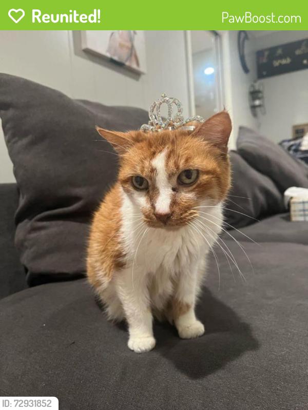 Reunited Female Cat last seen Near Redstart St, Houston, TX 77096, USA, Houston, TX 77096