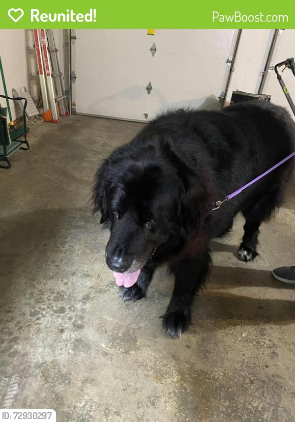 Reunited Unknown Dog last seen Near eastridge school in Saybrook, Woodinville, WA 98077