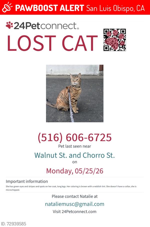 Lost Female Cat last seen Walnut street and chorro street, San Luis Obispo, CA 93405
