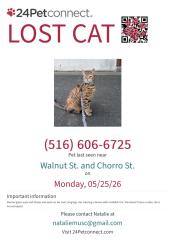 Lost Female Cat last seen Walnut street and chorro street, San Luis Obispo, CA 93405