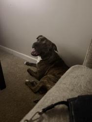 Reunited Male Dog last seen     State Route 85, Riverdale, GA 30274