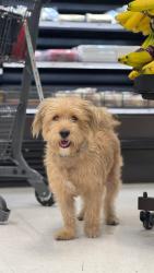 Lost Female Dog last seen Vermont & Willshere, Los Angeles, CA 90020