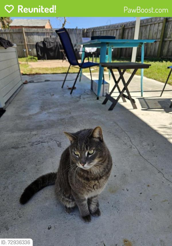 Reunited Male Cat last seen Seaview Homes Ormond by the sea 26 Beachwood Drive, Ormond Beach, FL 32176