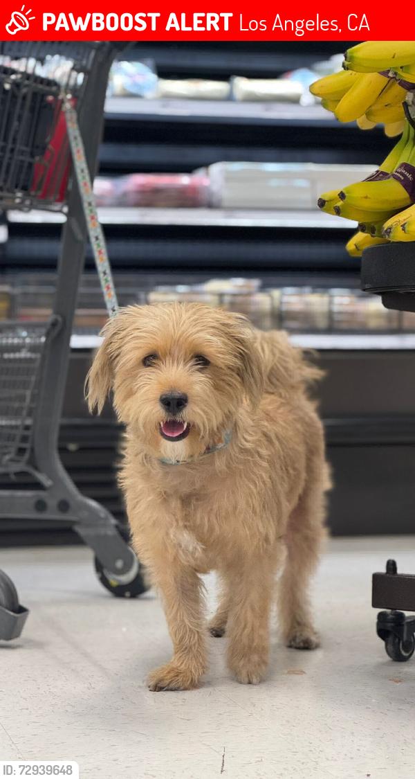 Lost Female Dog last seen Vermont & Willshere, Los Angeles, CA 90020