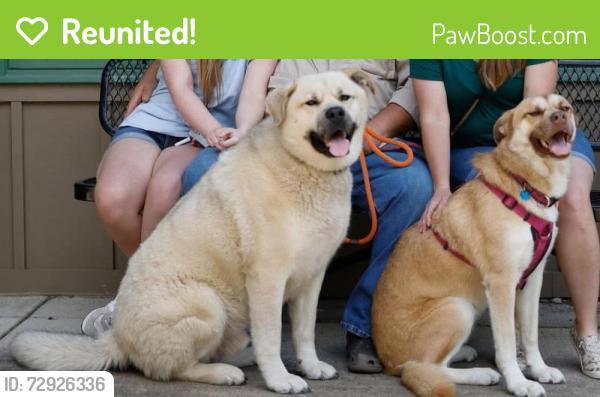 Reunited Male Dog last seen Jeffco water tower #2, High Ridge, MO 63049