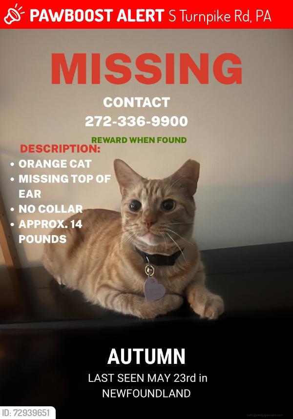 Lost Male Cat last seen Gardner rd, S Turnpike Rd, PA 18445
